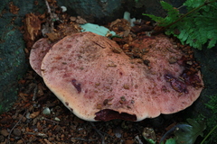 Fistulina hepatica