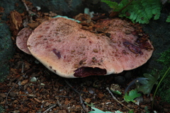 Fistulina hepatica