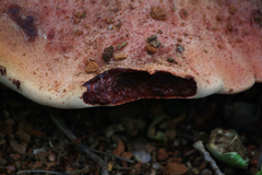 Fistulina hepatica