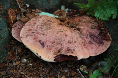 Fistulina hepatica