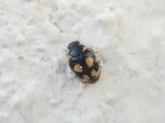Hyperaspis festiva