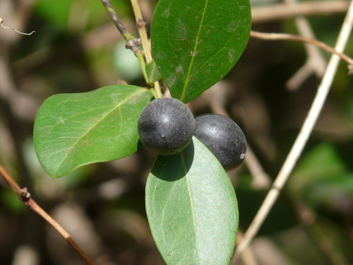 Bush Plum