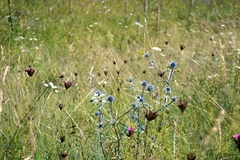Eryngium amethystinum