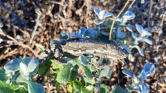 Bradypodion occidentale