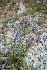 Eryngium amethystinum