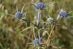 Eryngium amethystinum