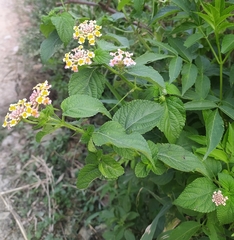 Lantana camara