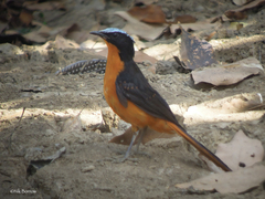 Cossypha albicapillus giffardi