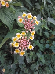 Lantana camara