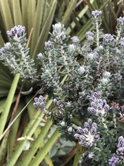 Linochilus phylicoides