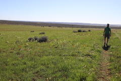 Bulbinella latifolia doleritica