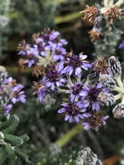 Linochilus phylicoides