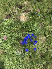 Gentiana bavarica