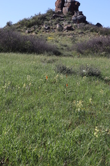 Bulbinella latifolia doleritica