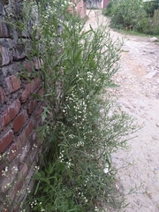 Parthenium hysterophorus