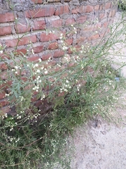 Parthenium hysterophorus