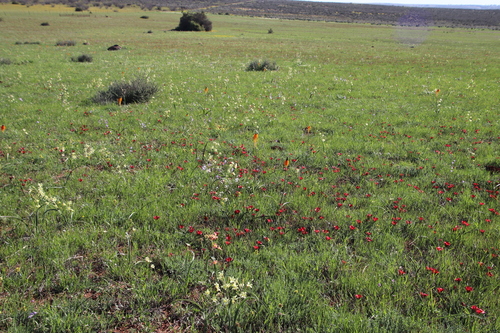 Image of Bulbinella latifolia by (c) Tony Rebelo, some rights reserved (CC BY-SA)