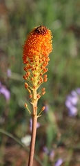 Bulbinella latifolia doleritica