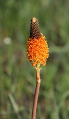 Bulbinella latifolia doleritica