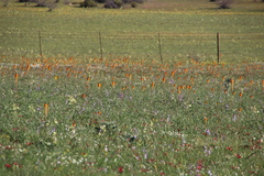Bulbinella latifolia doleritica