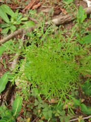 Senecio bipinnatisectus