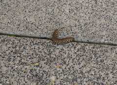 Proserpinus proserpina