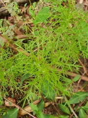 Senecio bipinnatisectus
