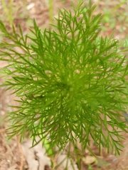 Senecio bipinnatisectus