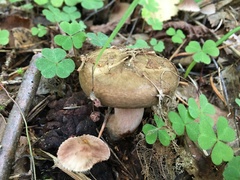 Paxillus rubicundulus