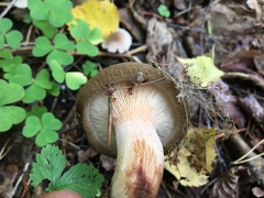 Paxillus rubicundulus