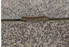 Proserpinus proserpina