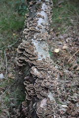Trametes versicolor