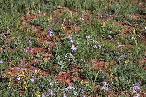 Image of Ixia rapunculoides by (c) Tony Rebelo, some rights reserved (CC BY-SA)