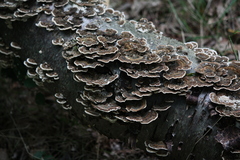 Trametes versicolor