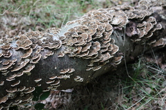Trametes versicolor