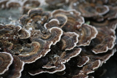 Trametes versicolor
