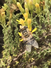 Copestylum apiciferum