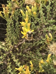 Copestylum apiciferum