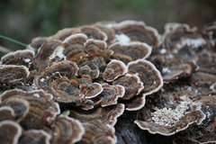 Trametes versicolor