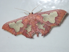 Pseudasellodes laternaria