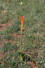 Bulbinella latifolia doleritica
