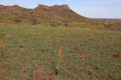 Bulbinella latifolia doleritica