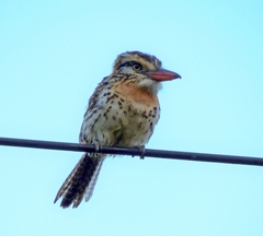 Nystalus maculatus