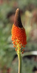 Bulbinella latifolia doleritica