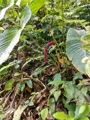 Anthurium intactum