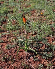 Bulbinella latifolia doleritica