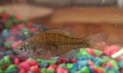 Lepomis macrochirus macrochirus