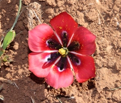 Romulea monadelpha