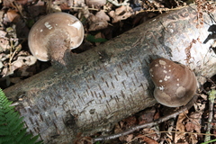 Fomitopsis betulina
