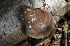 Fomitopsis betulina